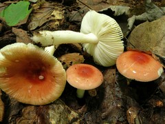 Russula