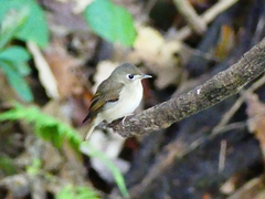 Muscicapa muttui