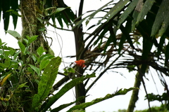 Epidendrum radicans