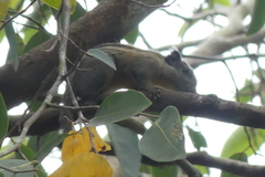 Tamiops mcclellandii