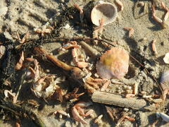 Polybius henslowii