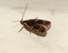 Agonopterix hypericella