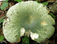 Russula parvovirescens