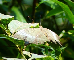 Dophla evelina