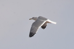 Larus