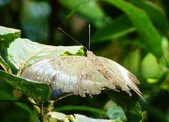 Dophla evelina