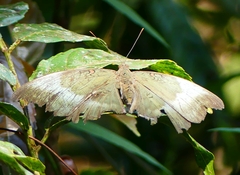 Dophla evelina