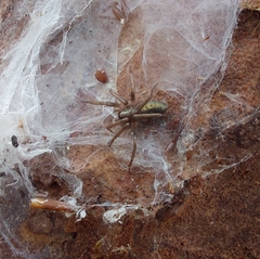Sagana rutilans
