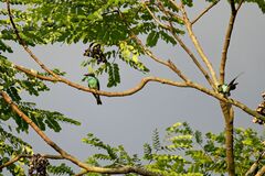Merops viridis