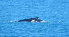 Megaptera novaeangliae australis