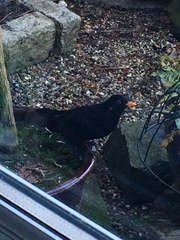 Turdus merula