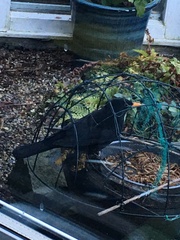 Turdus merula