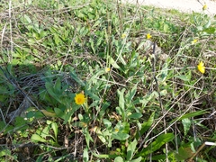 Coleostephus myconis