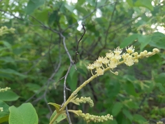 Croton blanchetianus