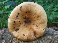 Russula grata