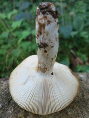 Russula grata