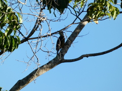 Melanerpes radiolatus