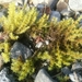 Dense Rock Moss - Photo (c) Paul Norwood, some rights reserved (CC BY-NC), uploaded by Paul Norwood