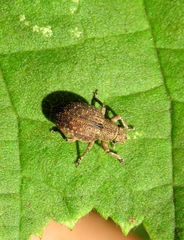 Strophosoma capitatum