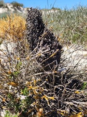 Crematogaster peringueyi