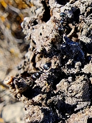 Crematogaster peringueyi