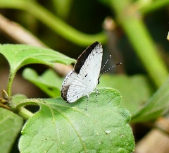 Neopithecops zalmora