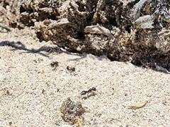 Crematogaster peringueyi