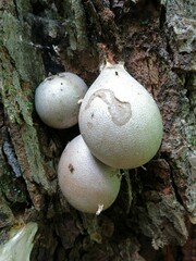 Lycogala flavofuscum