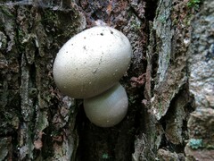 Lycogala flavofuscum