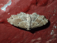 Araeopteronini