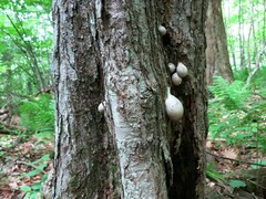 Lycogala flavofuscum