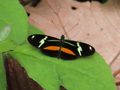 Heliconius clysonymus