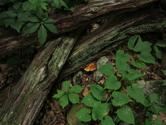 Buglossoporus quercinus