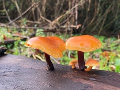 Flammulina
