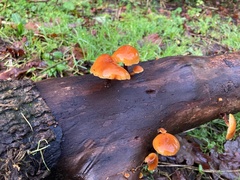 Flammulina