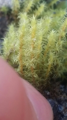 Racomitrium ericoides