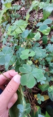 Oxalis corniculata