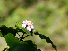 Clerodendrum chinense