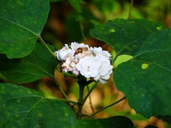 Clerodendrum chinense