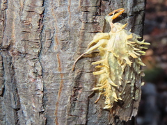 Akanthomyces aculeatus