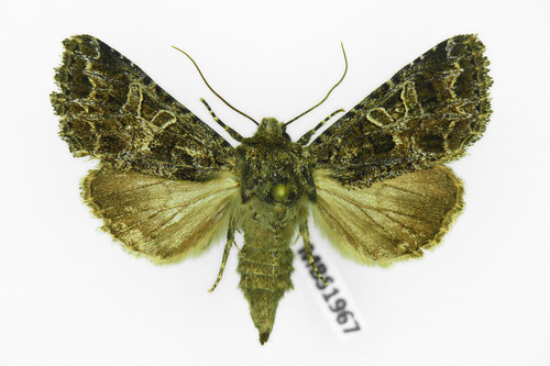 Lychnis