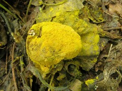 Hypomyces chrysospermus