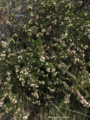 Baccharis magellanica
