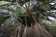 Trithrinax campestris