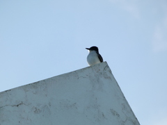 Tyrannus caudifasciatus