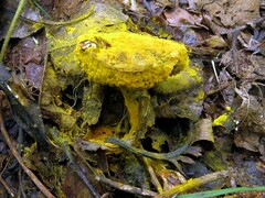 Hypomyces chrysospermus