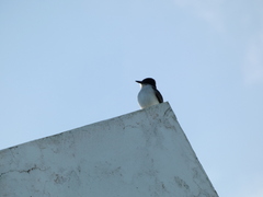 Tyrannus caudifasciatus