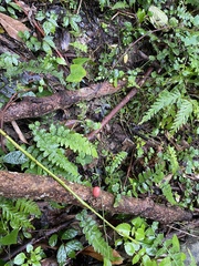 Zehneria