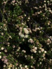 Baccharis magellanica