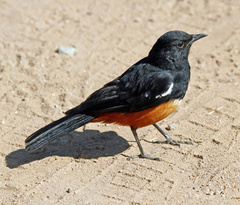 Thamnolaea cinnamomeiventris